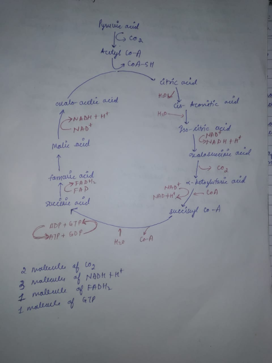 Pyuuie acid co a Co-f CoA-sH oualo-aedre aciel NADHt Ht NAD H20 Pao-omic acid es NAD famaude acd CFAB sueinie accd , ADP t GT