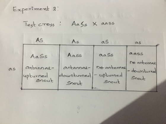 Experiment 2: Test crogs: Aass x aass AS A s as as Aass antannae- as Aass aass aass ne antennae antannae- | no antennae_downt