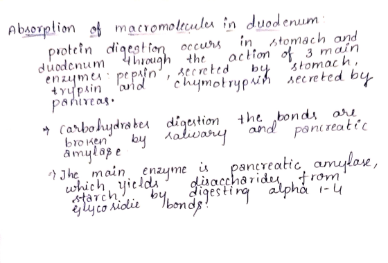 enzymes: popyin glycosidie Tomio Occharides, trom Absorption of macromolecula in duodenum protein digestion, occurs in stom