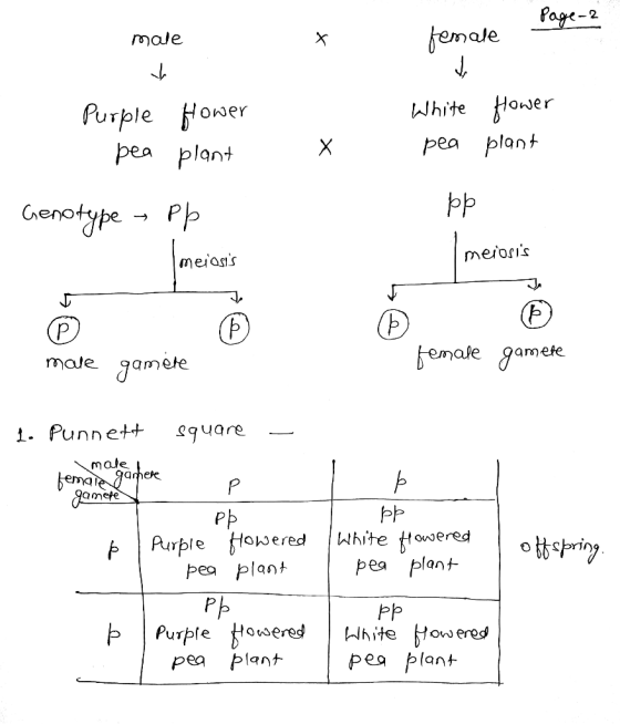 fa emale male kJhite Hoer pea plant Urple Oher pea plant ale 9amefe 1. Punnett sare male Pb Purple Howeredhihite Howered pea