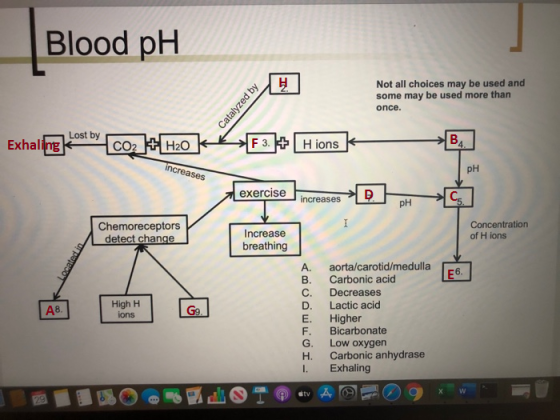 Blood pH Catalyzed by Not all choices may be used and some may be used more than once. Exhibz cob480k Zypas Hong K increases