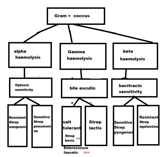 Gram + coccus alpha haemolysis Gamma haemolysis beta haemolysis Optocin sensitivity bile esculin bacitracin sensitivity Sensi