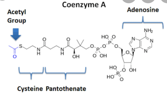 Coenzyme A Adenosine Acetyl Group но о NH2 му H OH LON OH но бон Cysteine Pantothenate