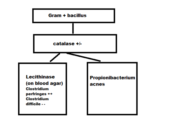 Gram + bacillus catalase +/- Propionibacterium acnes Lecithinase (on blood agar) Clostridium perfringes ++ Clostridium diffic