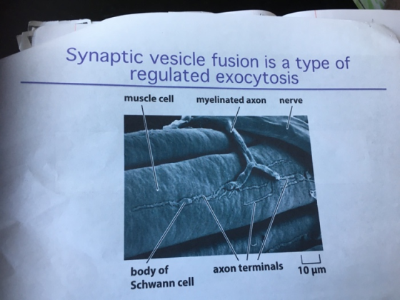 Synaptic vesicle fusion is a type of regulated exocytosis muscle cell myelinated axon nerve axon terminals 10 um body of Schw