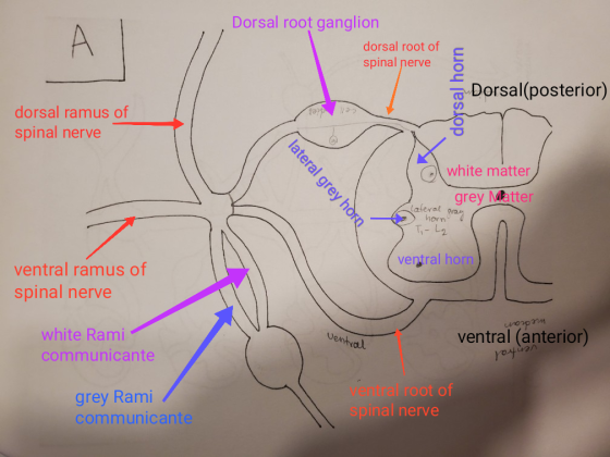 Dorsal root ganglion dorsal root of spinal nerve doysal horn Dorsal(posterior) Foppas dorsal ramus of spinal nerve lateral gr