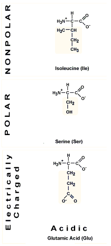 HjC-CH CH2 CH3 Isoleucine (lle) H3N-- Electrically POLAR NONPOLAR Charged Serine (Ser) Hync- CH2 Chy Acidic Glutamic Acid (Gl
