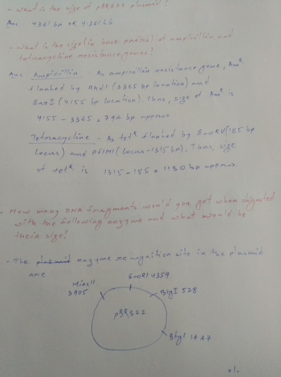 plast - What is the size of PBR 3 22 An 436l be oR 4.361 kb. - what is the size in base pairs) of ampicillin and tetracycline