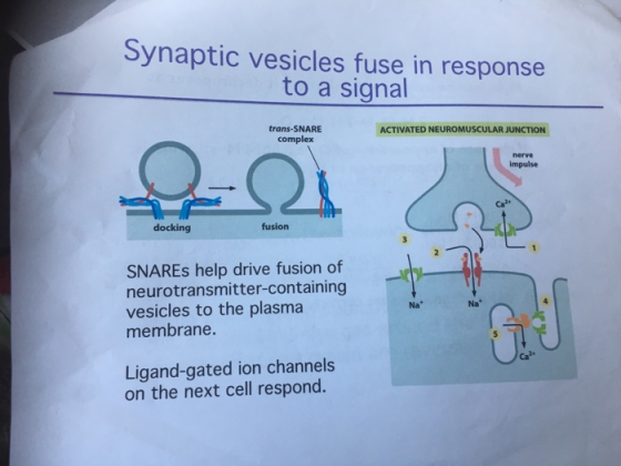 Synaptic vesicles fuse in response to a signal trans-SNARE complex ACTIVATED NEUROMUSCULAR JUNCTION impulse docking fusion SN