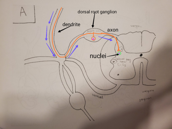 dorsal root ganglion dendrite wopom Fotoga xon nuclei e lateral pray horno T-L₂ орт ventral учәл