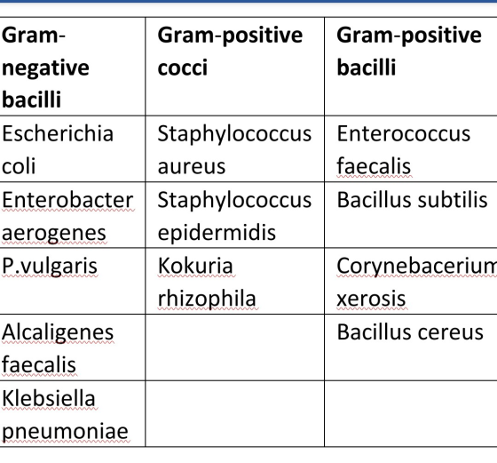 Gram- Gram-positive cocci Gram-positive bacilli negative bacilli Escherichia coli Enterobacter aerogenes P.vulgaris Staphyloc