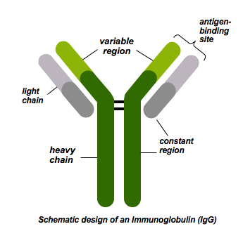 antigen- binding site variable region light chain heavy chain constant region Schematic design of an Immunoglobulin (lgG)