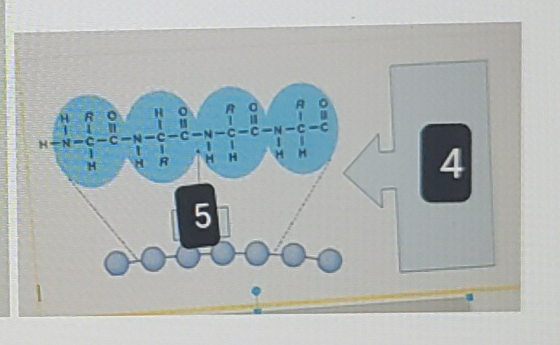 EHR HO Ro AO 10 R=N=C=C-N-C-C-N-C-C-N-C-C 11 11 H HR H н Н 4 5