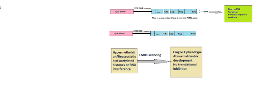 7-52 CGG repeats Bind: mRNA Regulates translation protein synthesis CpG lsland This is a case when there is normal FMR1 rene 200 CGG r CpG lsland RGGI Hypermethylati on/Reassociatio FMR1 silencing n of acetylated histones or RNA interference Fragile X phenotype Abnormal dentric development No translational inhibition