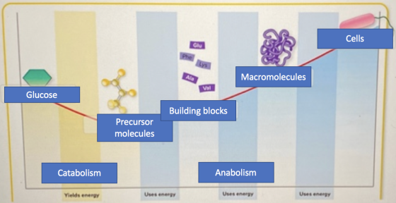 Cells Glu Phe LYS Ala Macromolecules Val Glucose Building blocks Precursor molecules Catabolism Anabolism Yields energy Uses