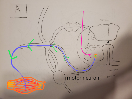 median cell bodies lateral pray •) horno Ti-Lq median Ventral motor neuron ventral