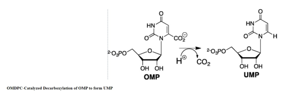 HN HN o Nң 2-O,PO4 0 7 Со, 2-o-POP0 ОН ОН UMP Он он н OMP OMDPC-Catalyzed Decarboxylation of OMP to form UMP