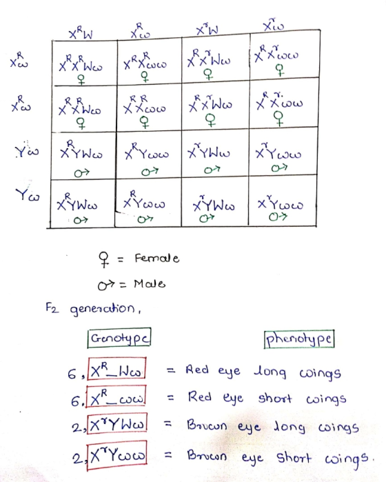 xxww RR X X Wco RR ХХоо X xww 9 X Y ww w Wew Yow XYWw | xYwo 07 Q = Female و له M = جي F2 generation, Genotype phenotype 6JXR