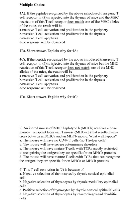Multiple Choice 4A). If the peptide recognized by the above introduced transgenic T cell receptor in (3) is injected into the