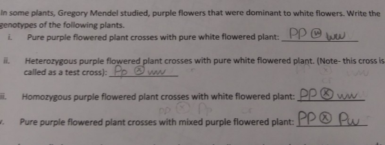 In some plants, Gregory Mendel studied, purple flowers that were dominant to white flowers. Write the genotypes of the follow