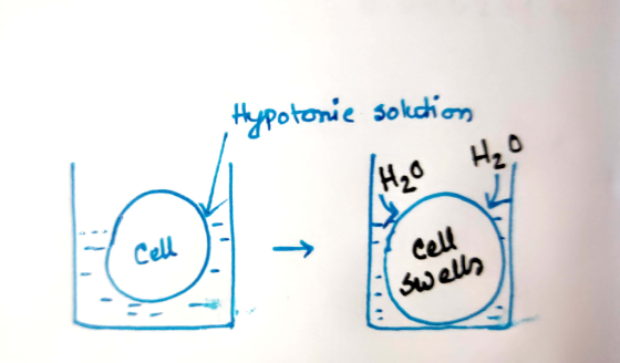 Hypotonie solution swells
