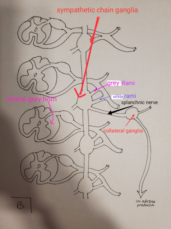 sympathetic chain ganglia grey Rami later y horn white rami splanchnic nerve collateral ganglia to adrena medulla