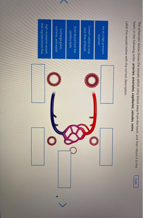 2 pts The schematic below shows the vessels which carry blood away from the heart, and then return it to the heart, in the fo