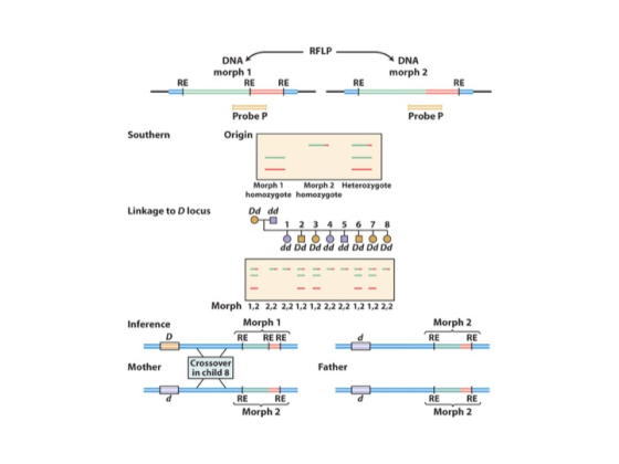 DNA morph 2 morph 1 RE RE RE RE RE Probe P Probe P Southern Origin Morph 1 Morph 2 Heterozygote homozygote homozygote Linkage to D locus Dd dd 1 2 3 4 5 6 7 8 dd Dd Dd dd dd Dd Dd Dd Morph 1,2 2,2 2,2 1,2 1,2 2,2 2,2 1,2 1,2 2,2 Morph 1 Morph 2 RE Inference RE RERE RE Mother Crossover in child Father RE RE RE RE Morph 2 Morph 2