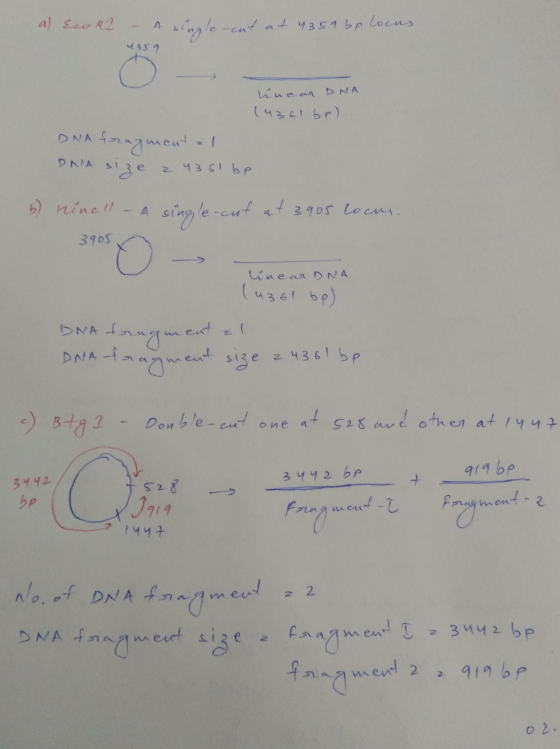 a) Eco R2 – A single-cut at 4352 bp loans 4359 linear DNA (частьr) DNA fragment al DNA size a 4361 be b) ninell - A single-cu