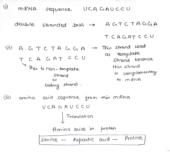 U) mRNA sequence UCA CAU ccU double stranded DNA → Tho strand used as template Shrand because thus strand TCA CAT CCU This u