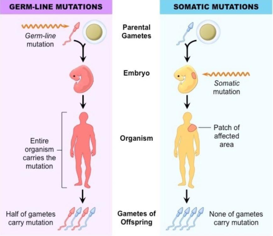 GERM-LINE MUTATIONS SOMATIC MUTATIONS Parental Gametes Germ-line mutation Embryo Somatic mutation Organism Patch of affected