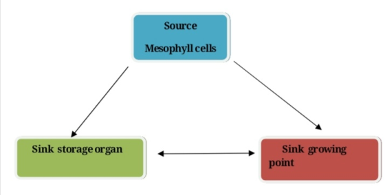 Source Mesophyll cells Sink storage organ Sink growing point
