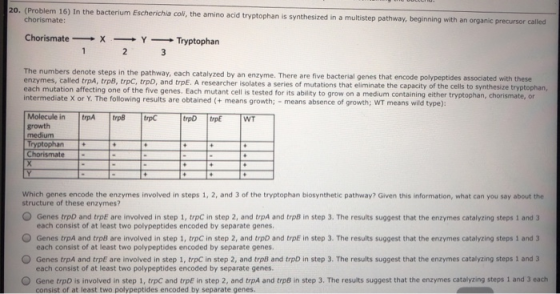 20. (Problem 16) in the bacterium Escherichia coll, the amino acid tryptophan is synthesized in a multistep pathway, beginnin