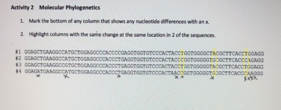 Activity 2 Molecular Phylogenetics 1. Mark the bottom of any column that shows any nucleotide differences with an x. 2. Highl