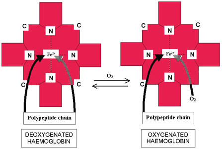 Fel No = 0. с дэс Polypeptide chain Polypeptide chain DEOXYGENATED HAEMOGLOBIN OXYGENATED HAEMOGLOBIN