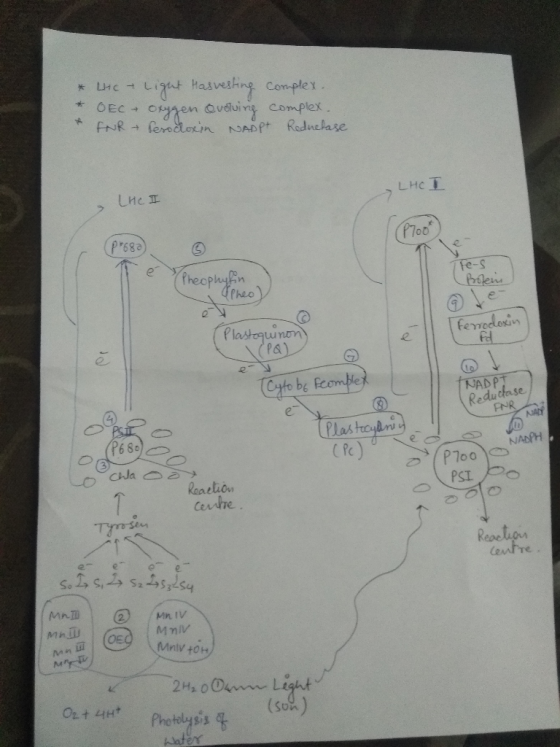 *tric * OEC INR Light Hasvesting complex, Oxygen Qvolving complex. Perodroxin NADP+ Reductase. LHCT LHC I (PTool P*680 Tie-s