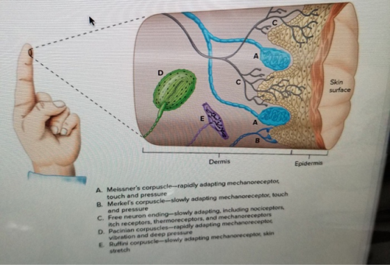 Skin surface Dermis Epidermis A. Meissners corpuscle-rapidly adapting mechanoreceptor 8. Merkels corpuscle-slowly adapting