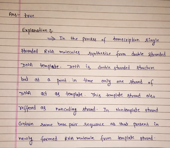 Ans true Explanation the preces of hran Criptien ingle In Sheanded RNA molecules ynthesize from double shranded DNA template