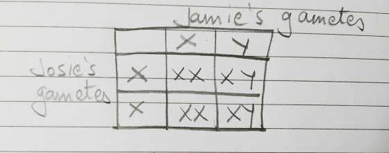 Jamies gametes Josies gonetes 1X1XXXY