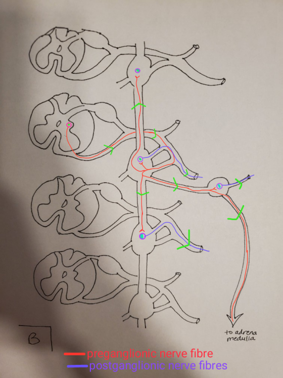 to adrena medulla — pl i c nerve fibre -postganglionic nerve fibres