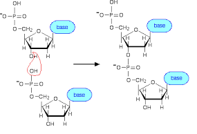 он он го —p=0 “O-P=0 1 о-сна о-сна base base н OH н о H OH о-во т осна casa Q-P=0 O-CH2 1 tes H он H H он Н