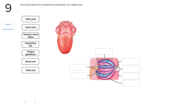 9 Correctly label the anatomical elements of a taste bud. Taste pore eBook Taste hairs References Sensory nerve fibers Supporting cell Tongue epitheliunm Basal cell Taste buo