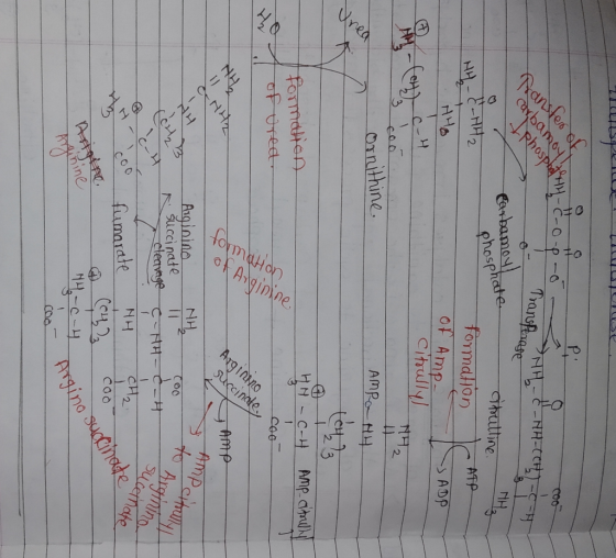 244--0--0 4 - con - HH -* - HR-C2-C -H. panster of carbamoy Transferase Rhospha Carbamoyl phosphate atrulline. MHz -HH2 HH -