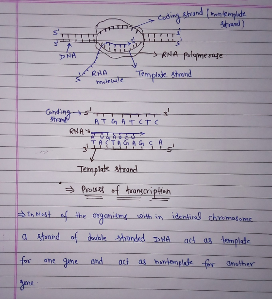Cding shrand (hantemplake trand) RNA Pstymerage DNA RNA moleute Templae strand Ending Strand AT GATCTC RNAY ACCAUC TACTAGA G