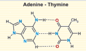 Adenine - Thymine н NH CH, ----HAN H H -N o H
