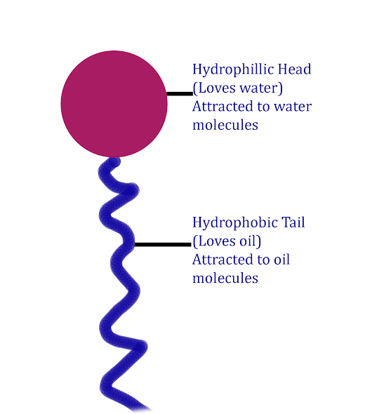 Hydrophillic Head (Loves water) Attracted to water molecules Hydrophobic Tail -(Loves oil) Attracted to oil molecules