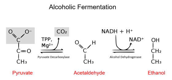 Alcoholic Fermentation CO2 NADH + H+ NAD+ OH TPP, Mg2+ YTT O. H. -0 CH2 - Pyruvate Decarboxylase Alcohol Dehydrogenase CH, Py