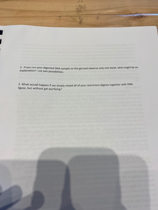 2. If you run your digested DNA sample on the gel and observe only one band, what might be an explanation? List two possibili