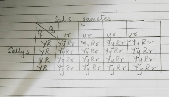 Sals gametes ur lur L YR YURY Yuro YuRrYu Rr Sallys HYRrYuRr YR AR Y RvYyRr YY Rr TYR Y Rr Ty Rr Tyrr Tyrr