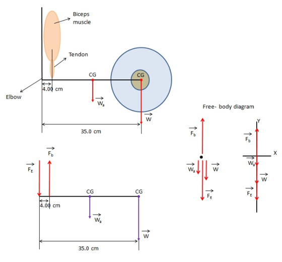 Biceps muscle Tendon 14.00 cm Elbow Free- body diagram 35.0 cm The 4.00 cm 35.0 cm